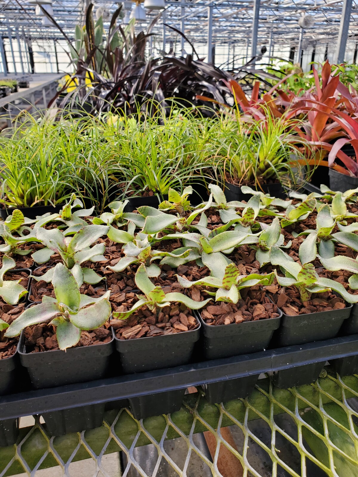 Bromeliads.jpg